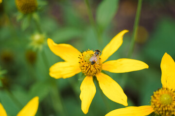 Honey bee pollinates yellow flower.