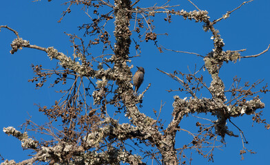 Sitta europaea or Nuthatch on the cork oak tree. Blue sky early morning. 