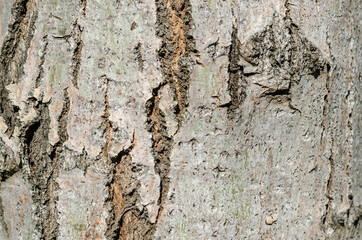 The bark is the skin of the trees: they draw very particular images, full of wrinkles, throats, particular lines that indicate the time and the health of the plants of the forest.