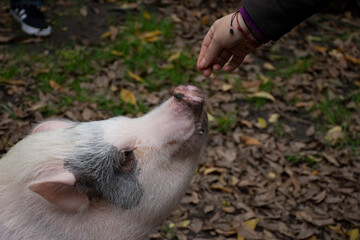 Perfil de cerdo, marrano, lechón rosa como mascota alimentado mor una mano humana
