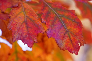 Leaves13