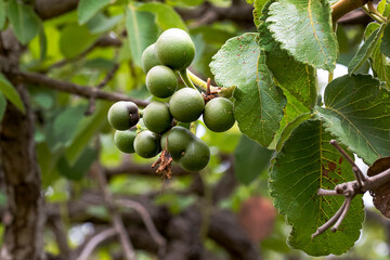 The fruit of souari nut as know as pequi. Typical edible fruit from the Cerrado biome in midwestern Brazil. Species Caryocar brasiliensis. Gastronomy