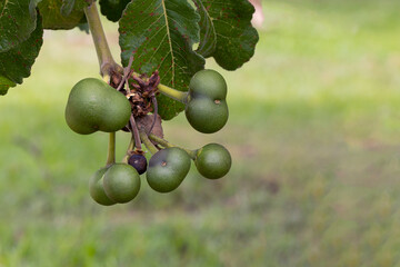 The fruit of souari nut as know as pequi. Typical edible fruit from the Cerrado biome in midwestern Brazil. Species Caryocar brasiliensis. Gastronomy