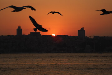 
seagulls at sunset