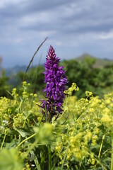 
natural plants and flowers