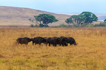 Obraz premium Herd of African buffalo or Cape buffalo (Syncerus caffer) in Ngorongoro Crater National Park in Tanzania. Wildlife of Africa