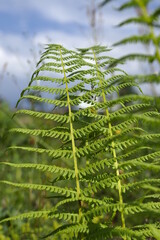 
natural plants and flowers