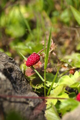 
natural plants and flowers