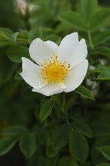 
natural plants and flowers