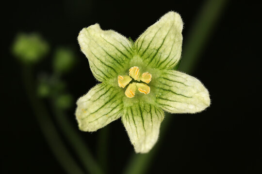 Fleur de Bryonia dioica