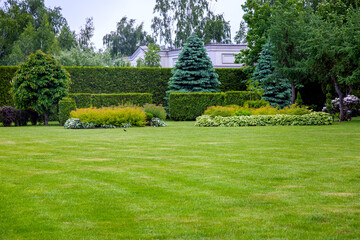 landscape design of a glade with green grass and copy space in the background hedge of evergreen thuja and leafy bushes and trees in the backyard garden.