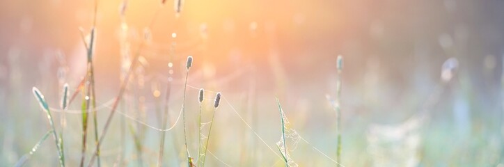 Spider web, plants, dew drops in a morning haze at sunrise, close-up. Natural pattern. Fairy summer...