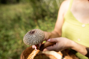 He throws one edible mushroom, Macrolepiota procera, into the trash.