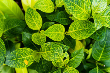 natural green leaves, nature background