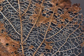 Skelett vom Birkenblatt im Herbst 