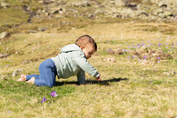 One year old baby girl crawling on a meadow and plucking flowers. Toddler exploring outdoors. 