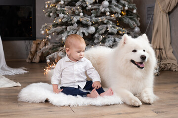 child boy with dog samoyed near Christmas tree at festive decorated home