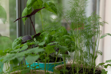 Obraz na płótnie Canvas A closeup shot of parsley and a sweet basil in pots on a balcony against a glass. A gardening concept by summer day