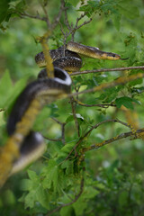 Aesculapian snake on tree branch