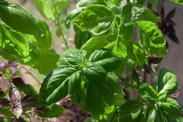 A closeup shot of sweet basil green leaves in the sunlight by summer day