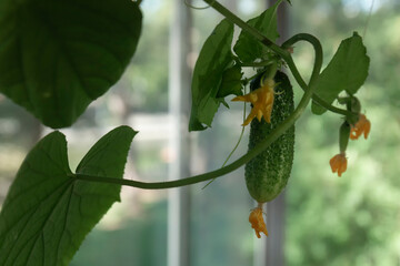 A closeup shot of a green cucumber and leaves against a blurred background by summer day