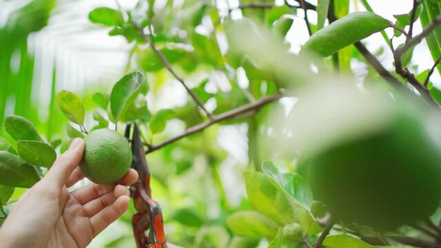 4k Close-up slow motion women picking and harvest Lime on the tree native to tropical Southeast Asia