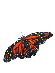 watercolor illustration of an orange and black Monarch butterfly isolated on a white background	