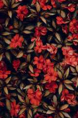 Close up of red flowers and leaves