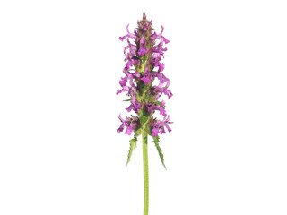 Purple flower o f common hedgenettle isolated on white, Stachys officinalis