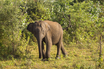 Baby elephant in Udawalawe national park, Sri Lanka