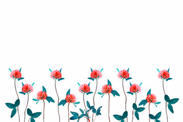 Wild red clover (Trifolium pratense)