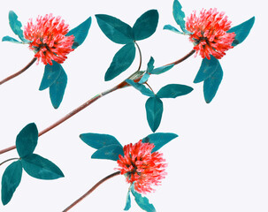 Wild red clover (Trifolium pratense)