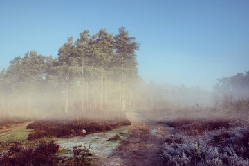 A misty morning at Blackheath Common, Guildford, Surrey, UK