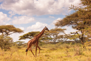 Giraffe on a cloudy day in the Serengeti National Park, Tanzania