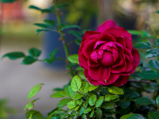 Close up of red bulgarian rose which looks amazingly beautiful in garden.