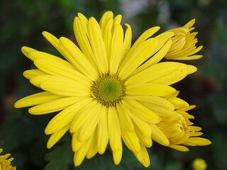 Focused flower head of Chrysanthemums - Yellow Perfect petal of chrysanths flower - Ornamental Flower blossoming in garden.