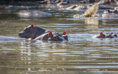 Hippo eyes and ears lurking out of the water in a waterhole of the Serengeti National Park, Tanzania