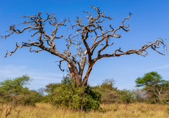 Serengeti National Park dried out Bansai tree standing tall in Tanzania