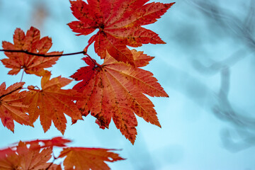 red autumn Maple leaves