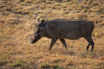 African warthog in Etosha National Park. Namibia