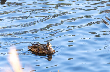 Wild grey duck posing on the water