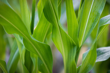 Blätter von Maispflanzen