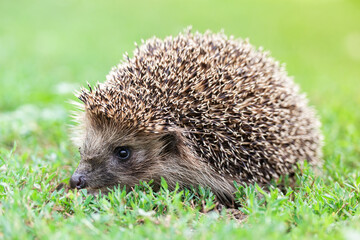 hedgehog on the grass...