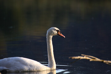 Schwan Close-up (Cygnus)