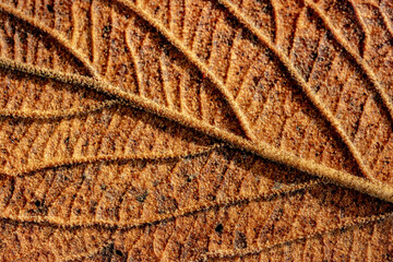 close up of a leaf
