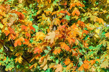 Yellow, autumn maple tree in the Park, colorful red and orange leaves. Indian summer. Foliage.