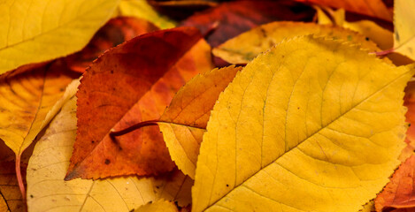 Dry colorful falling leaves texture
