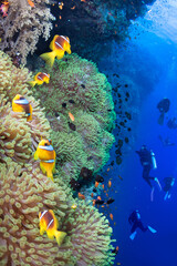 Coral reef with Anemone fishes and Group of divers.