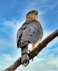 A Coopers Hawk