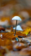 kleiner Pilz im Laub 